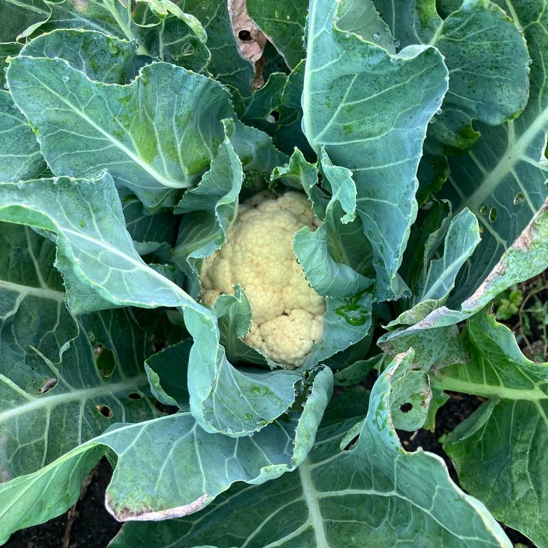 Cauliflower