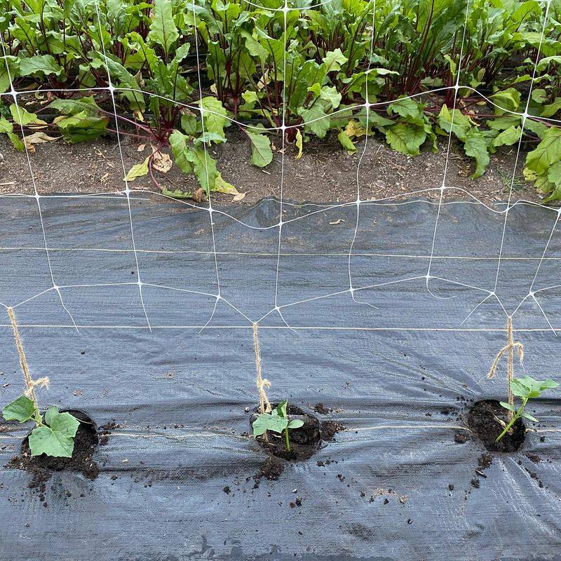 Cucumbers