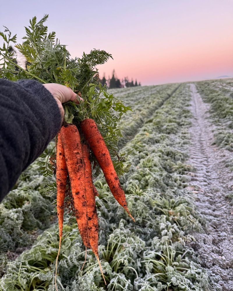 Carrots Sweeten After Frost