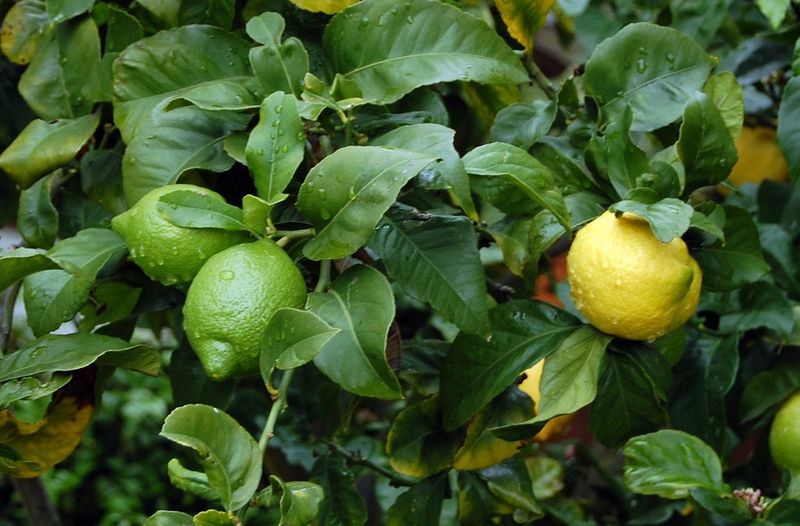 Citrus Trees
