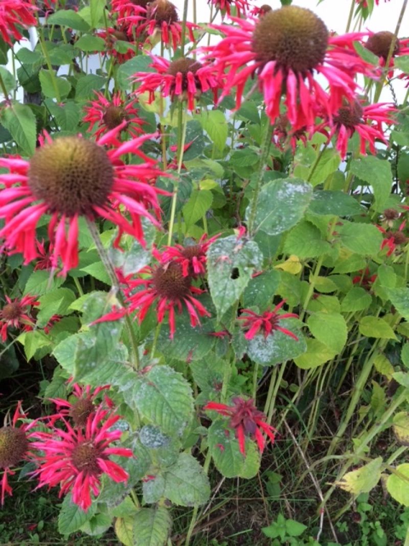 Monarda