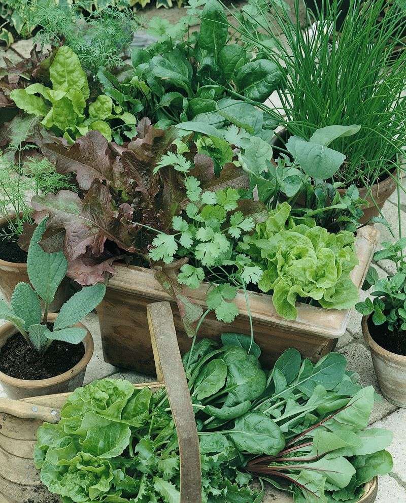 Start With Seedlings Instead Of Seeds