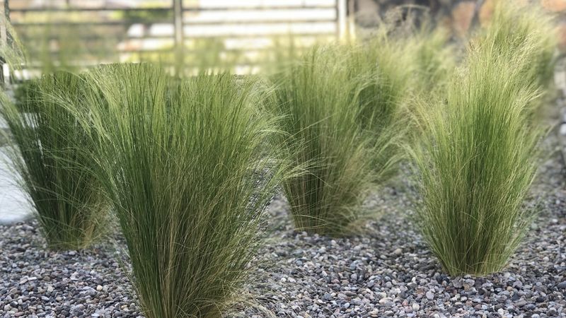 Mexican Feather Grass (Nassella tenuissima)