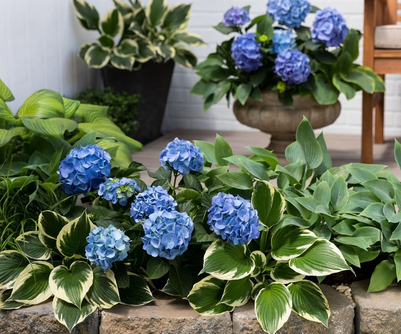 Hydrangeas with Hostas