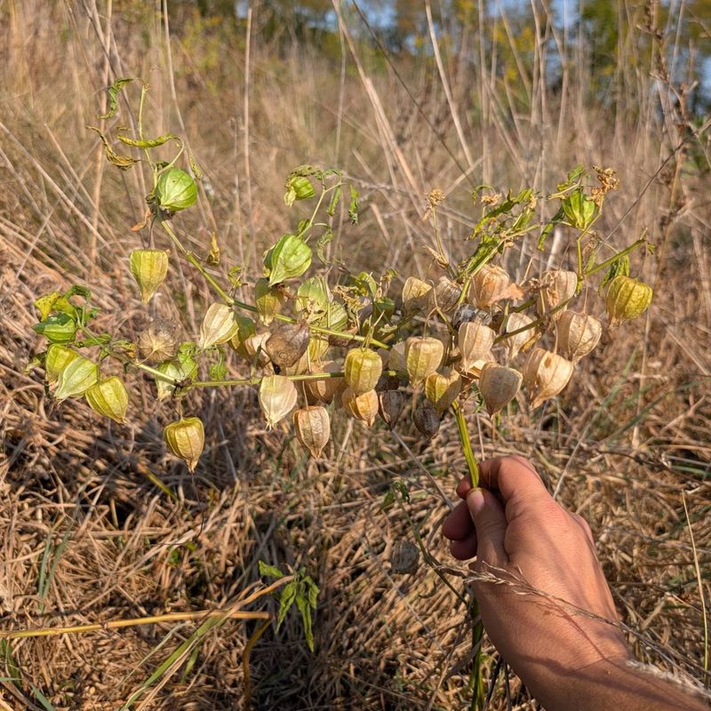 Ground Cherries