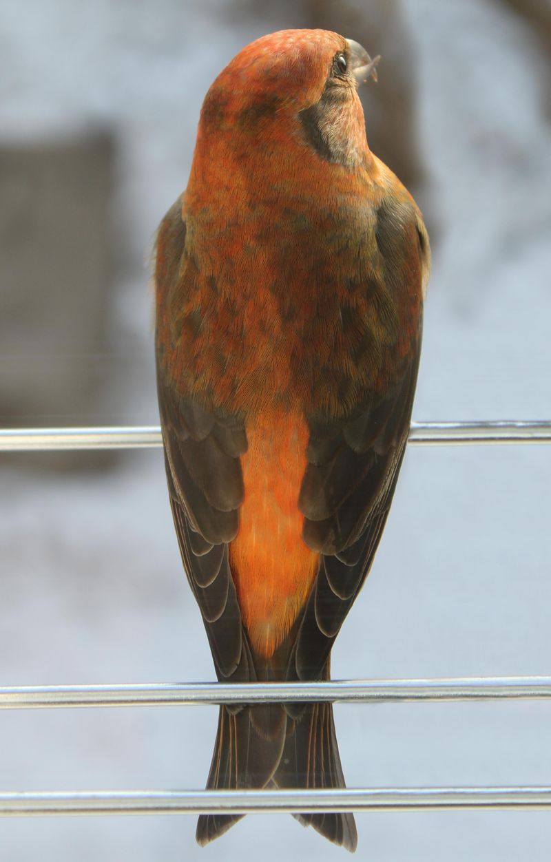 Red Crossbill