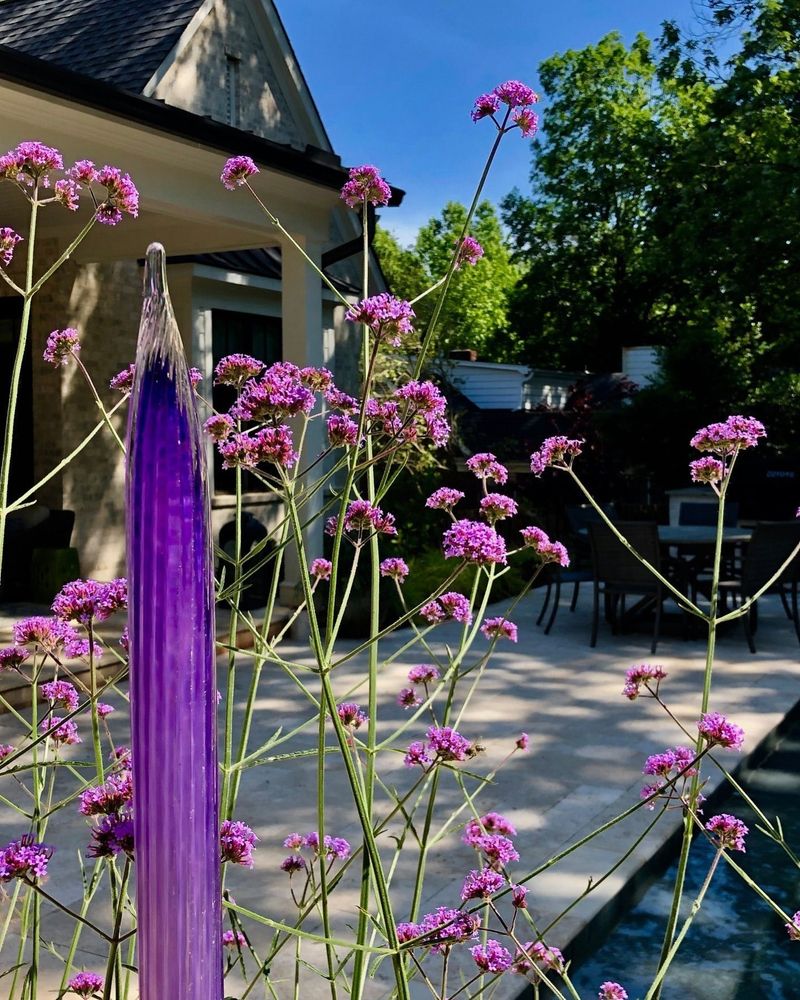 Verbena Bonariensis