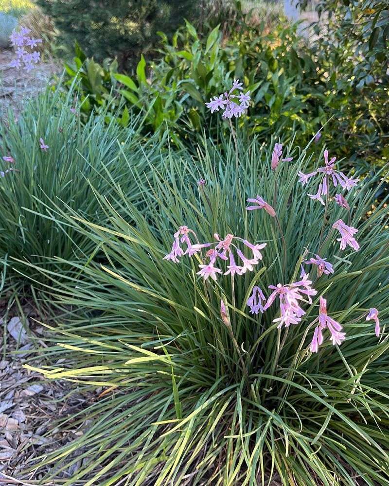 Society Garlic (Tulbaghia violacea)