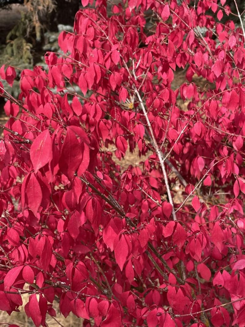 Burning Bush