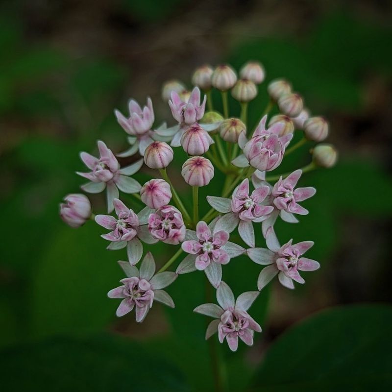 Four-Leaved Milkweed (Asclepias quadrifolia)