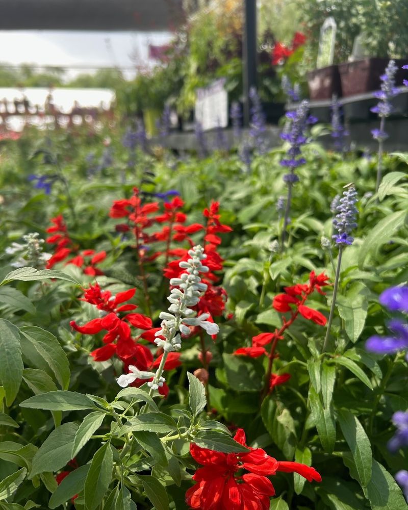 Fiery Red Crocosmia with Cobalt Blue Delphinium