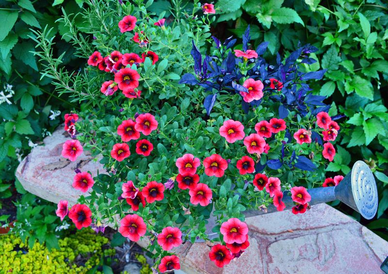 Red Petunias + Blue Petunias