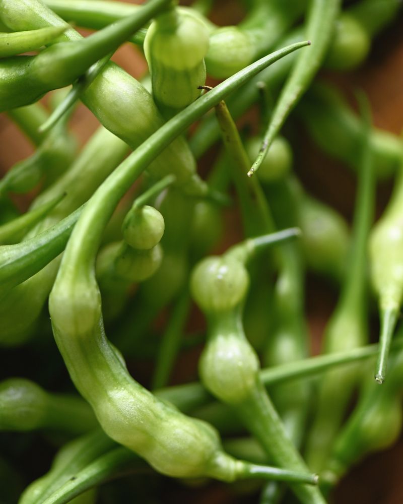 Rat's Tail Radish