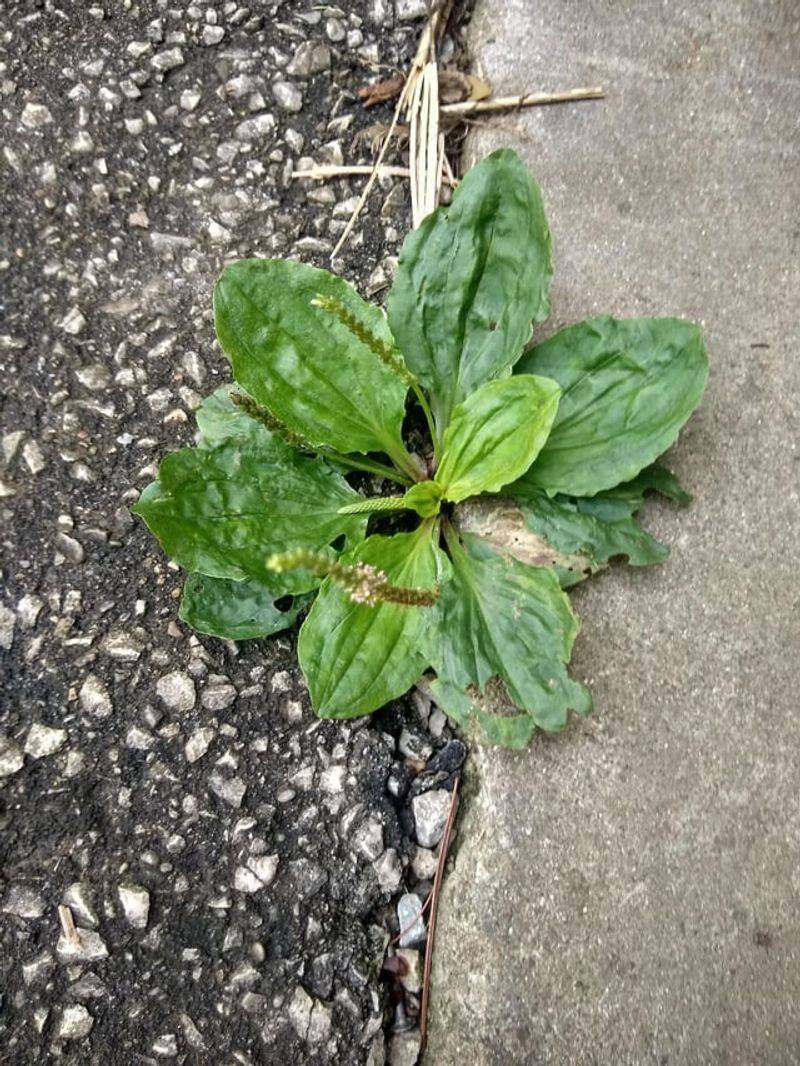 Plantain (Plantago major)