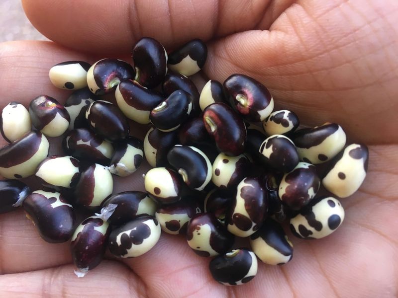 Cowpeas