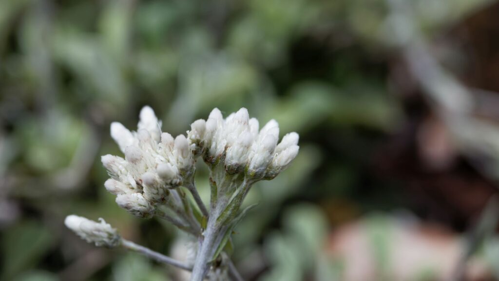 Pussytoes (Antennaria)