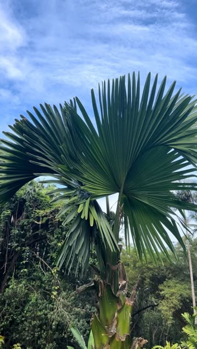 Talipot Palm (Corypha umbraculifera)