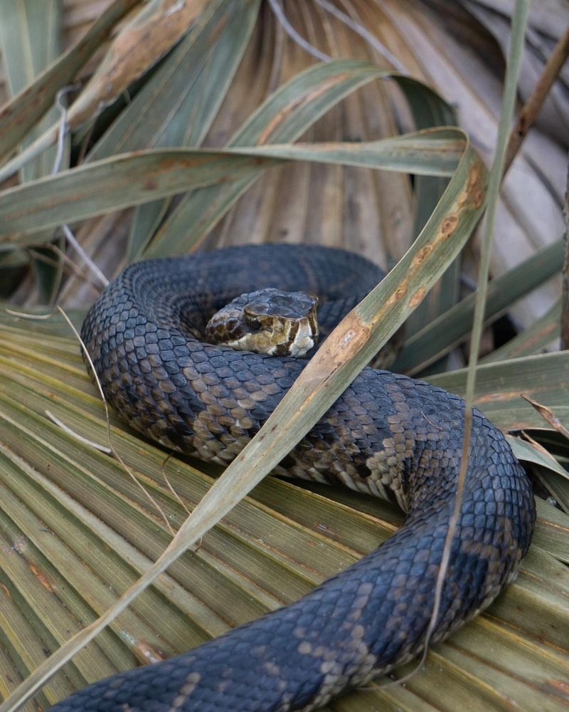 Cottonmouth (Water Moccasin)