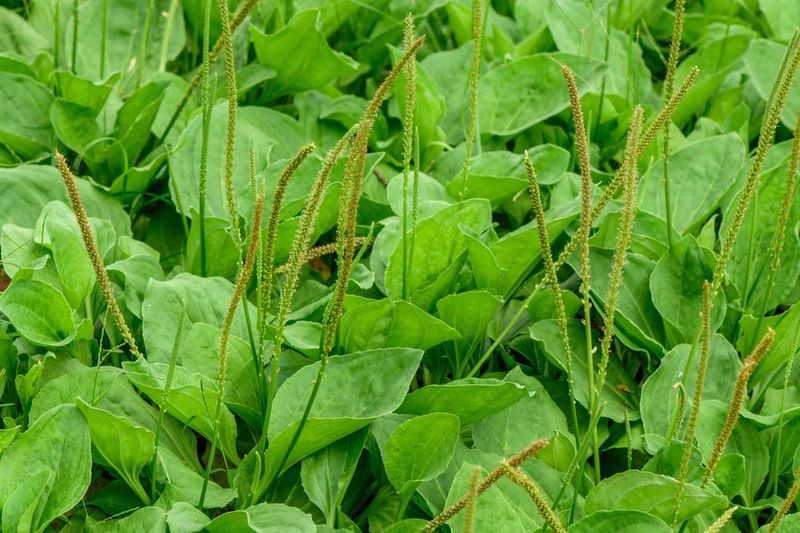 Broadleaf Plantain (Plantago major)