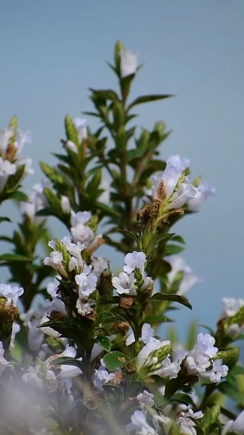 Kurinji Flower (Strobilanthes kunthianus)