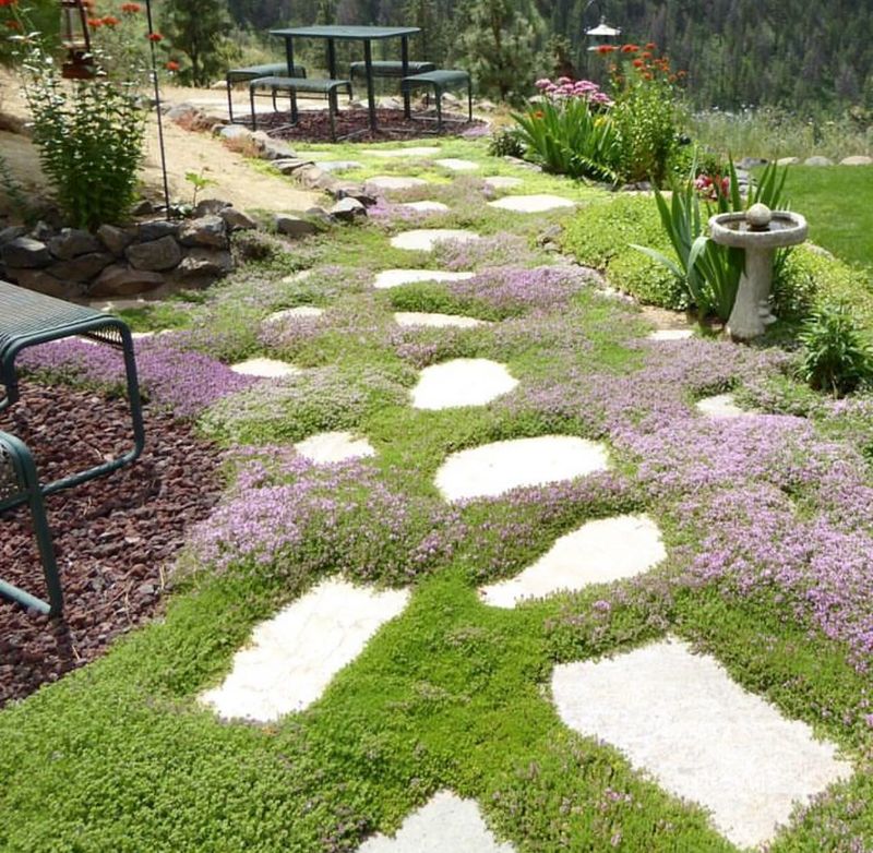 Creeping Thyme