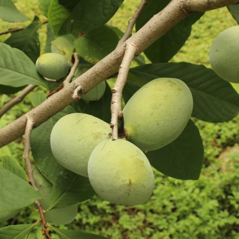 Non-Hardy Pawpaw Varieties