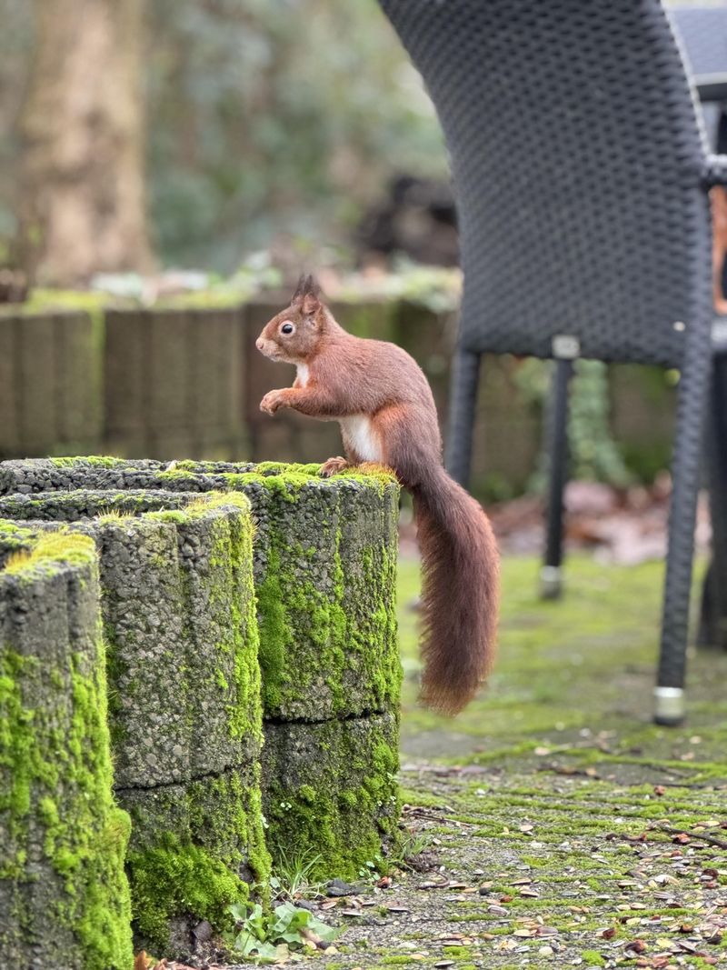 Squirrel-Free Bird Feeders