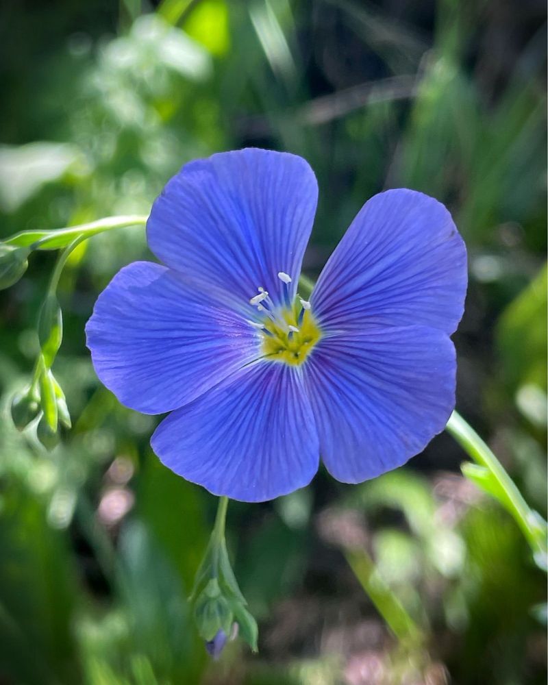 Blue Flax