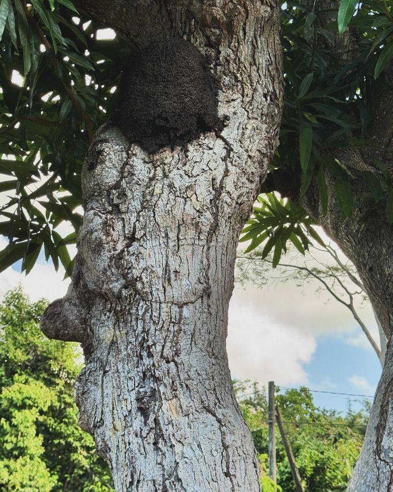 Termite Carton Nests