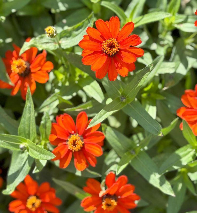 Miniature Zinnia 'Profusion'
