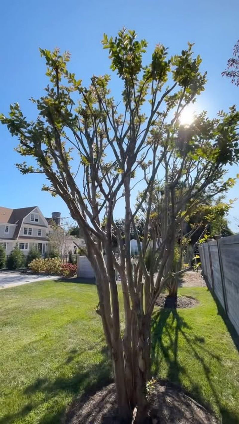 Butchering Crape Myrtles