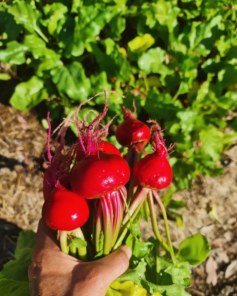Beets