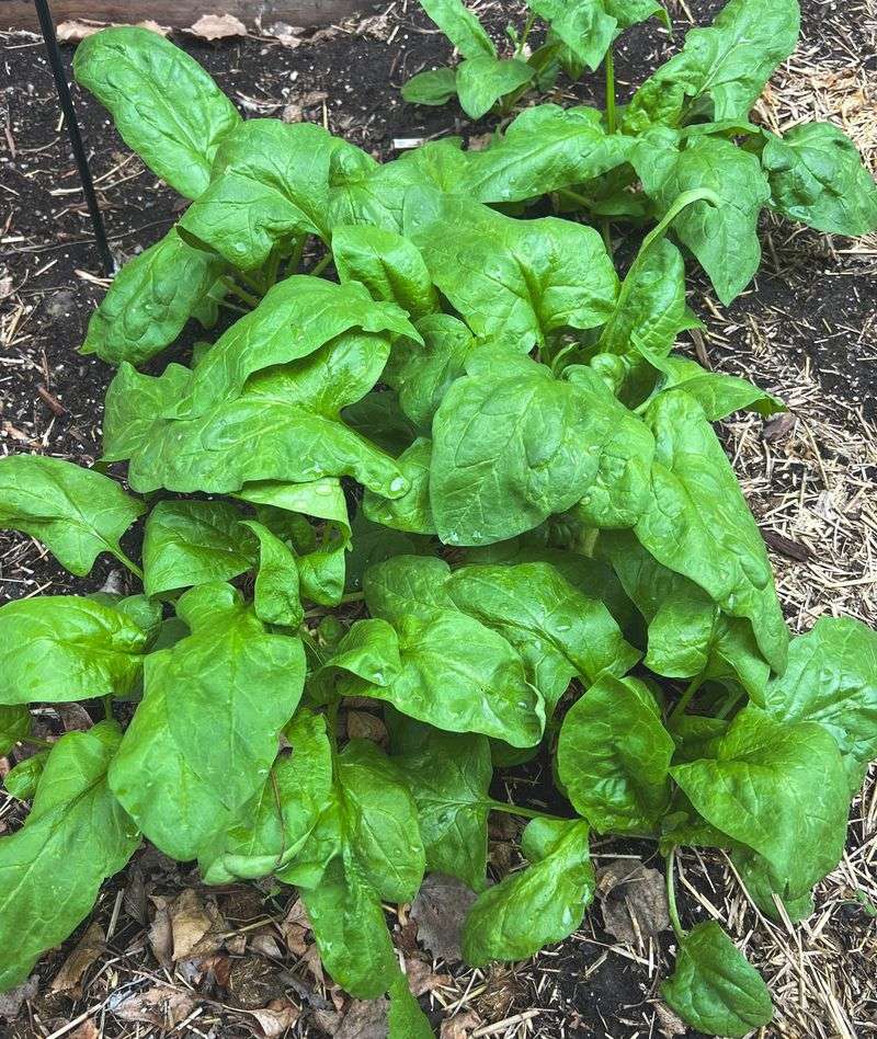 Spinach