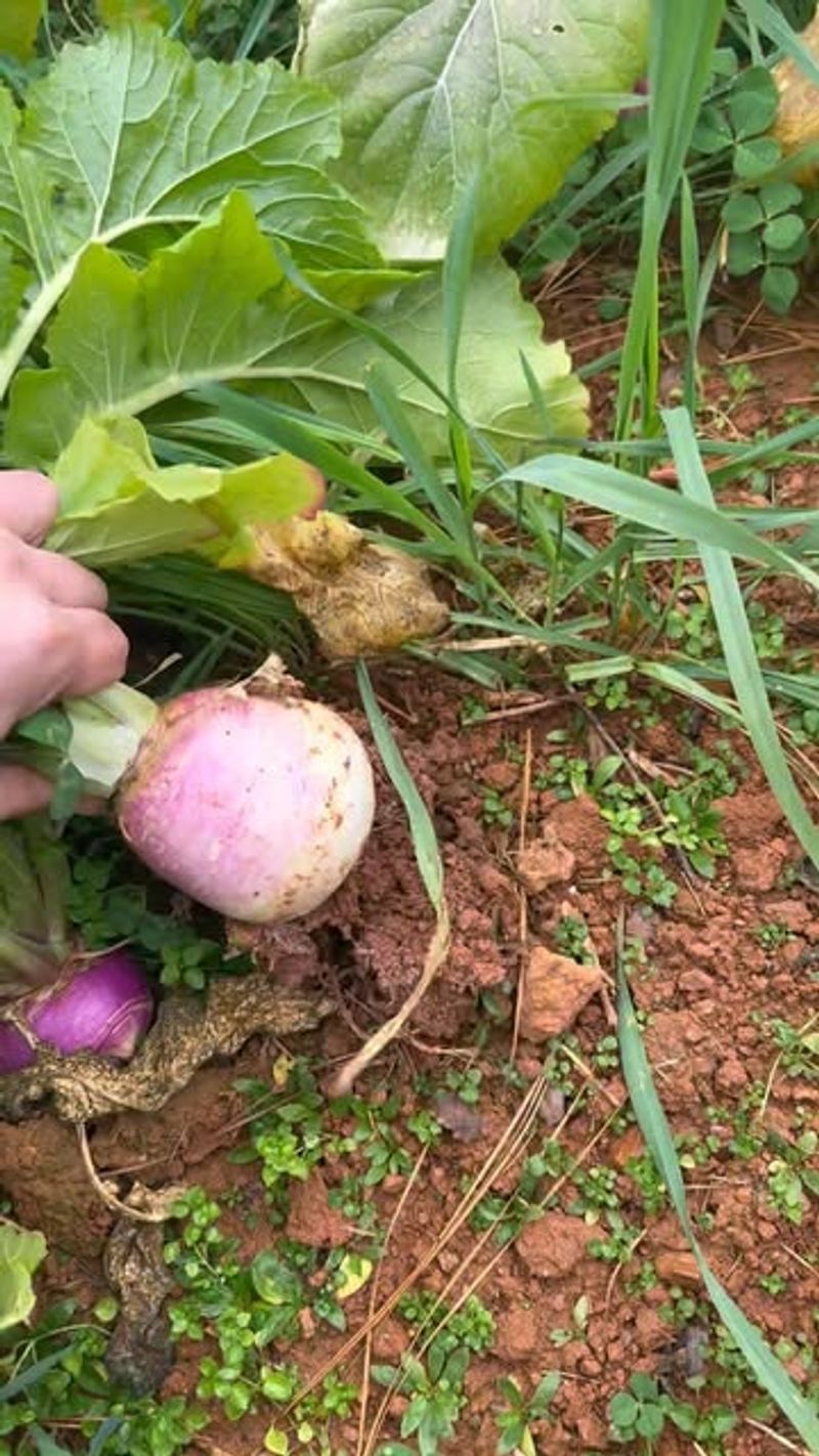 Turnips