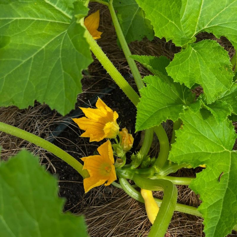 Summer Squash