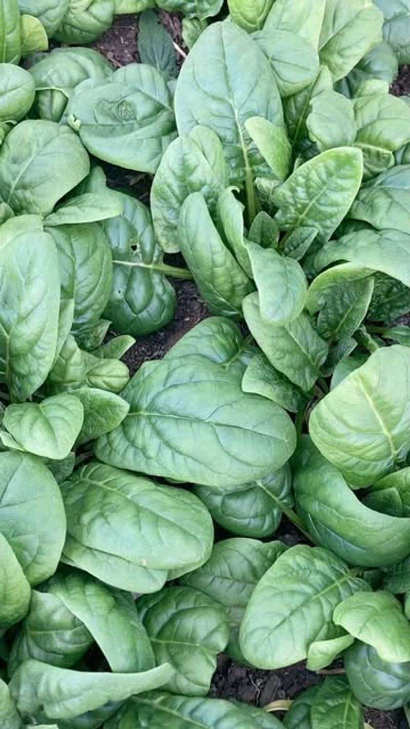 Spinach: Cold-Hardy Leafy Green