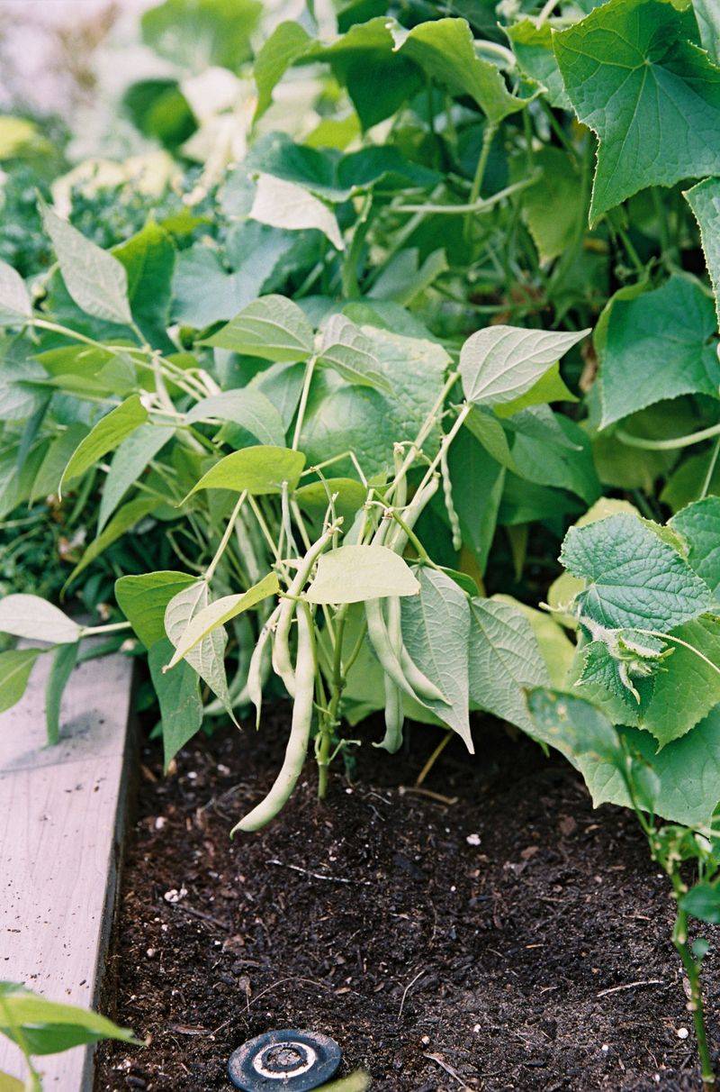 Bush Beans - Compact And Productive