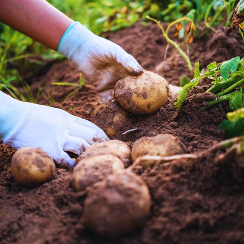 Potatoes: Buried Treasure That Multiplies