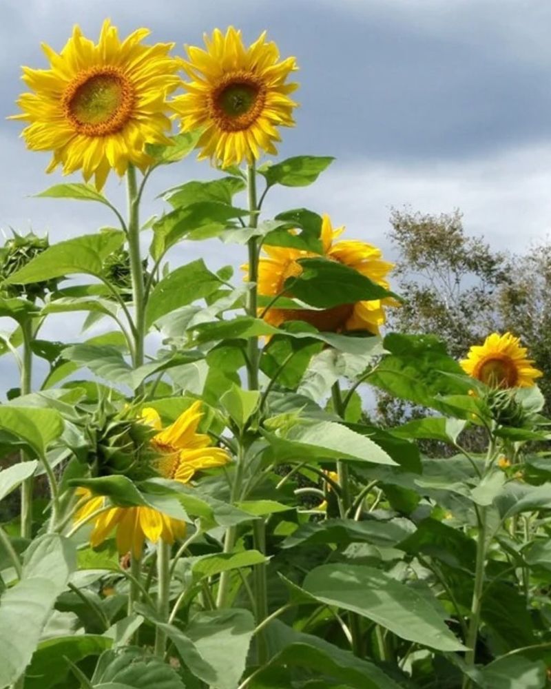 Sunflowers: Summer's Cheerful Giants