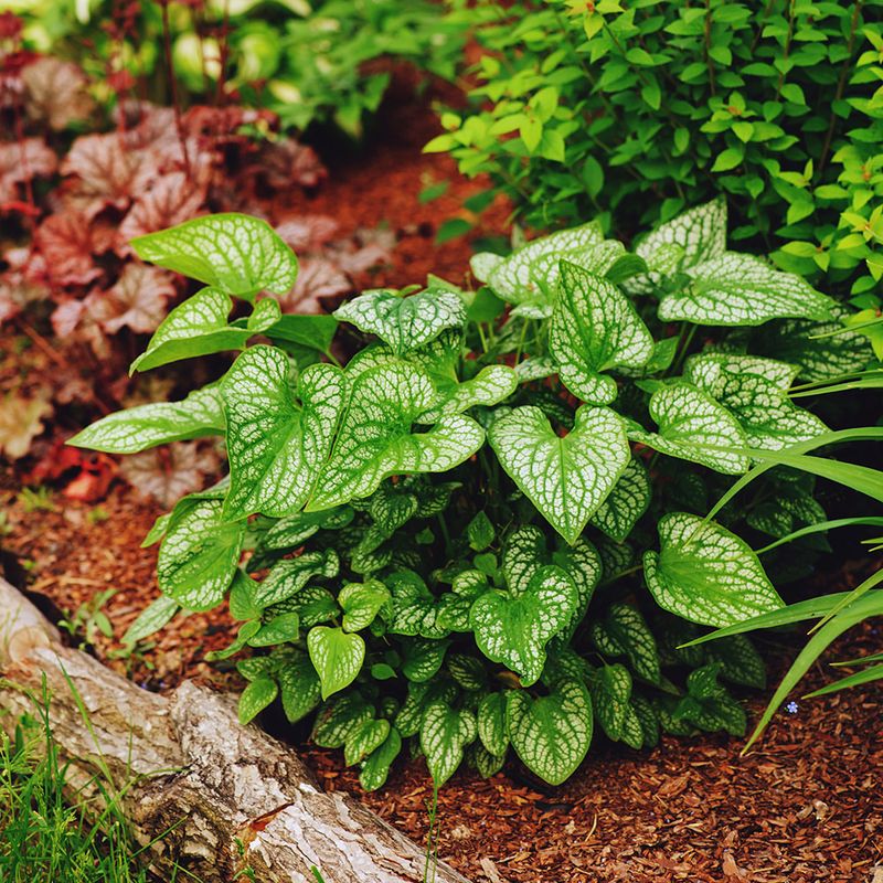 Mulch Maintains Moisture Levels