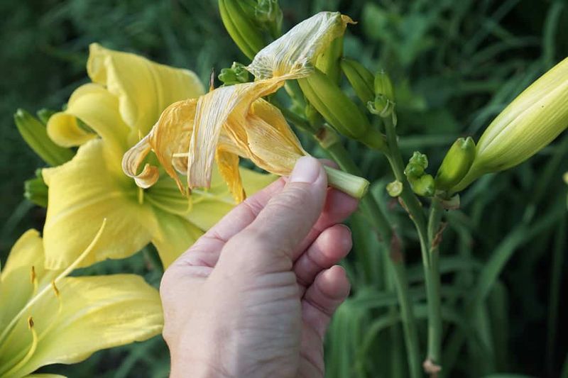Seed Pod Prevention Protocol