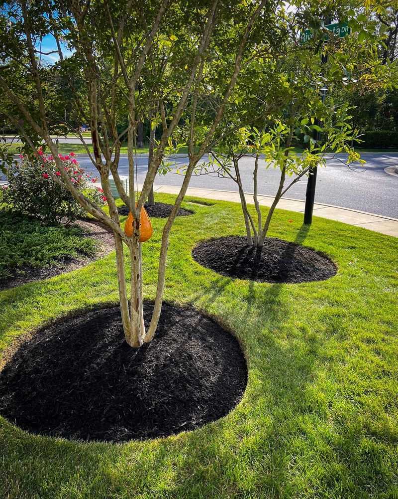 Mulched Tree Rings