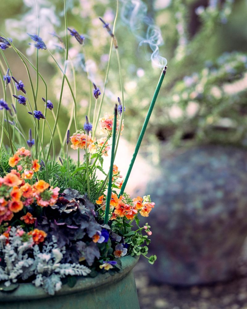 Mosquito-Repelling Plant Borders