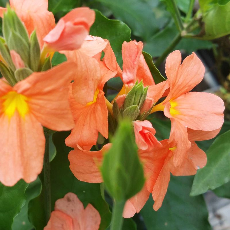 Crossandra