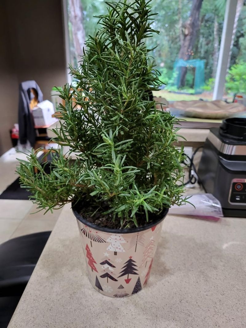 Water at Root Level