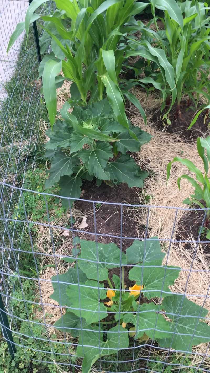 Front Yard Vegetable Gardens