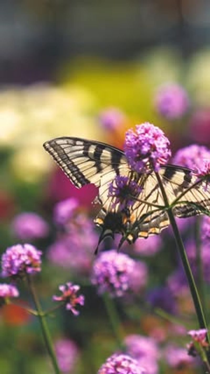 Pollinator-Friendly Zones