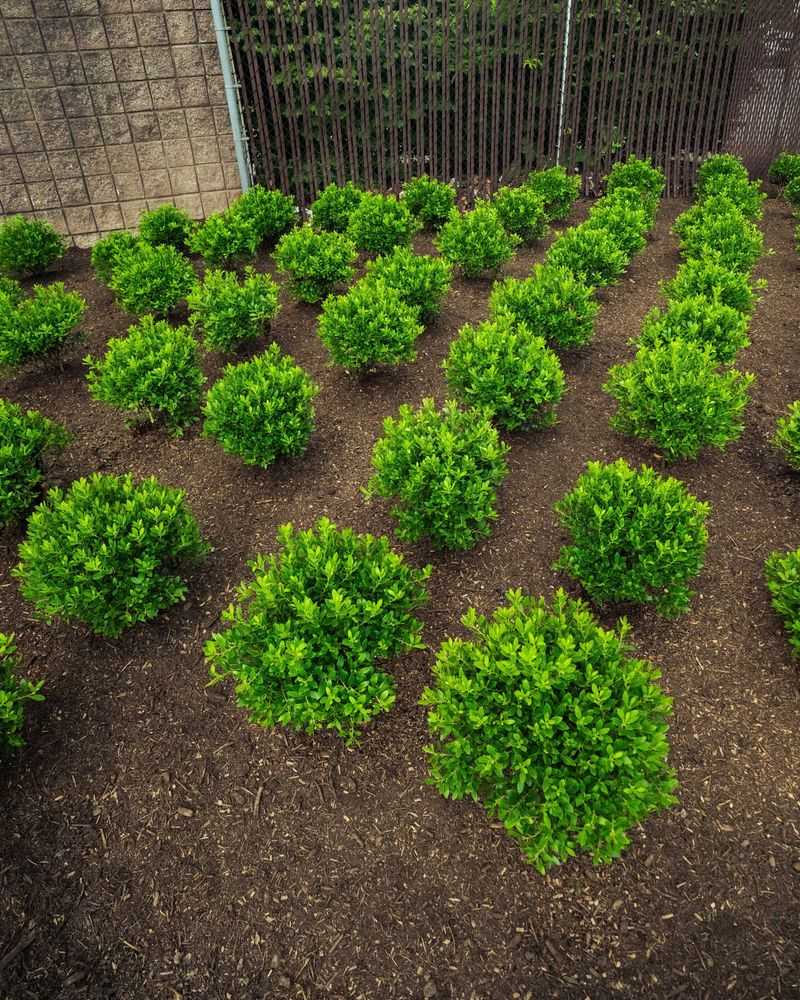 Check Your Mulch Depth