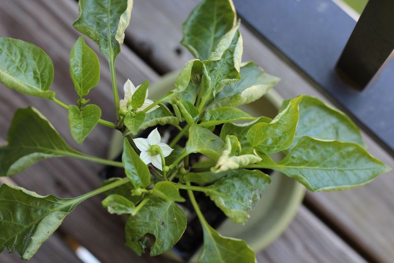 Curling Or Rolling Leaves