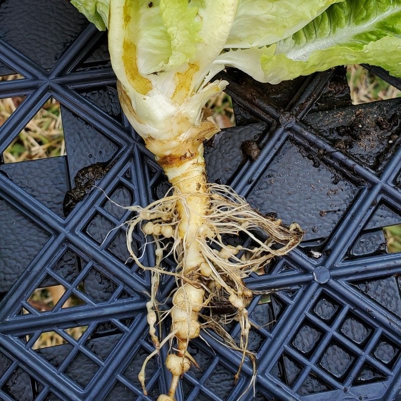 Root System Damage